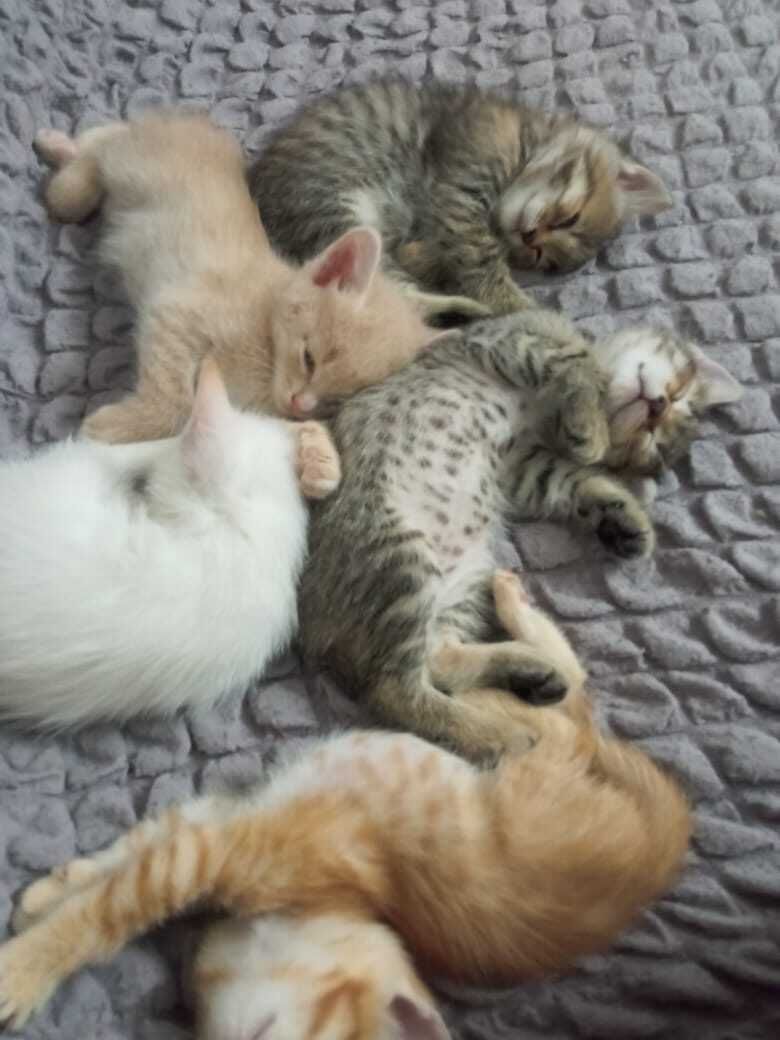 отдам бесплатно замечательных котят