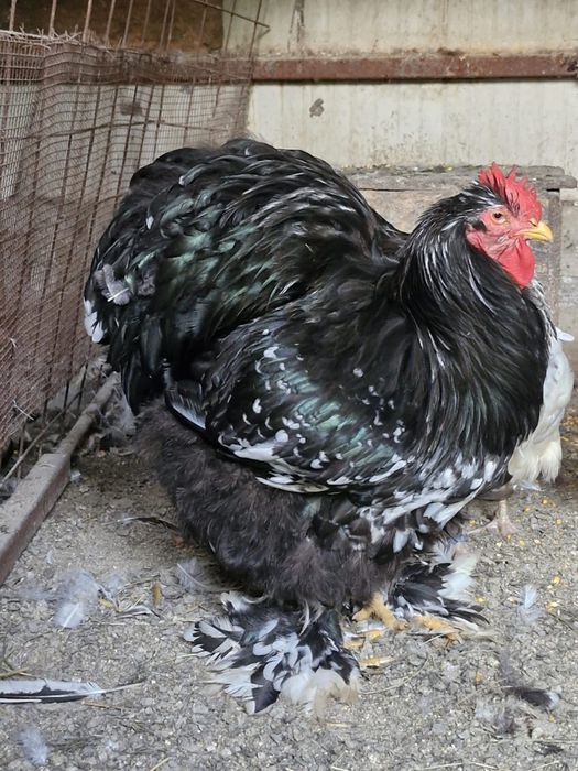 Vând familie Cochinchina Uriaș