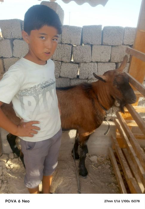 Toza alp taka boyi 90sm