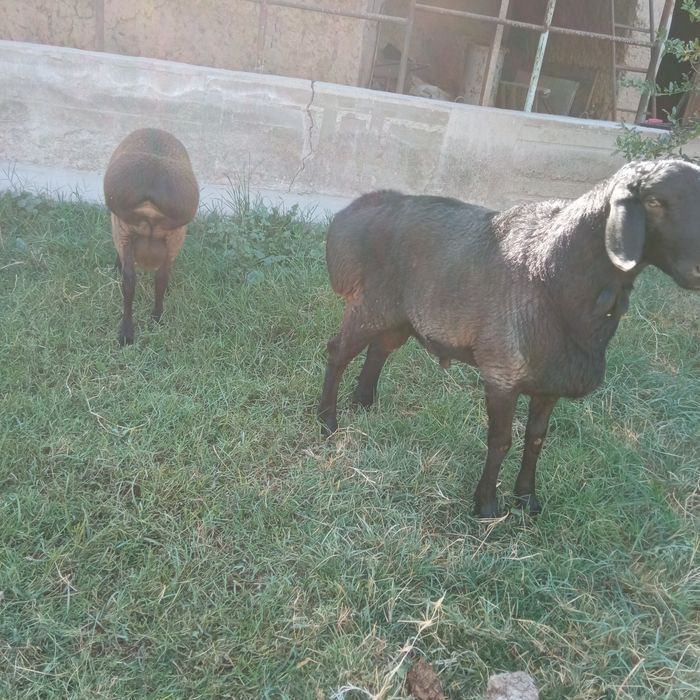 Qoʻchqorlar sotiladi