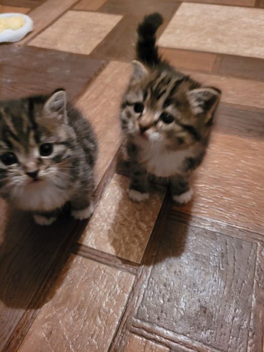 2 котенка, британки