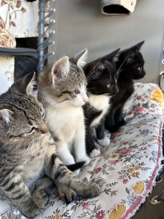 Pisici Salvați! Deosebiți de cuminți și jucăuși