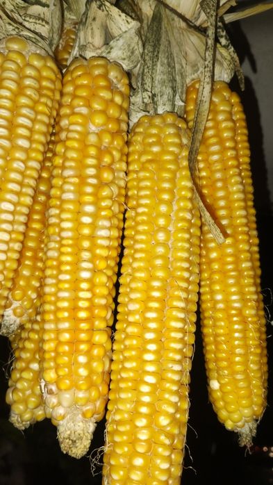 Porumb boabe sămânța