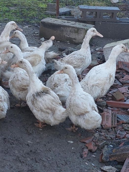 Rate tinere de carne si oua cauta alta casuta