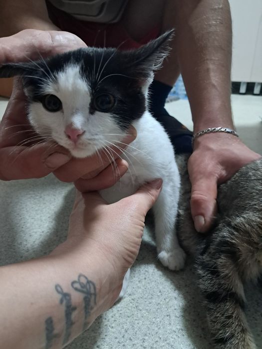 Две кошечки ищут дом