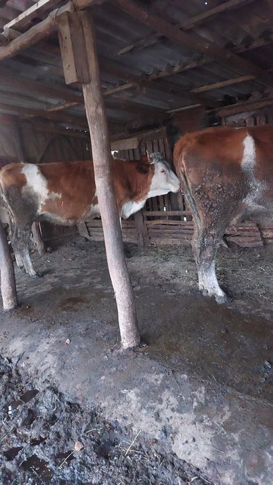 Vând două vaci baltate