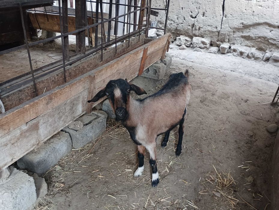 1 tuqgan Echki sotiladi