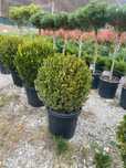 Plante Decorative Verzi