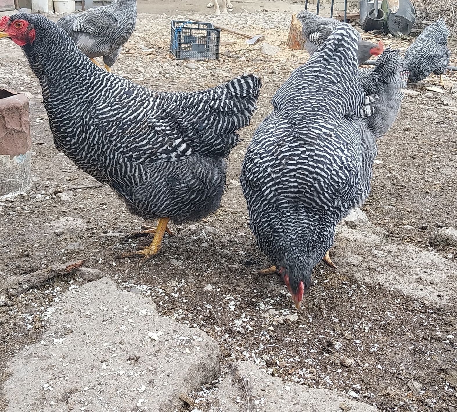 Vând ouă pentru incubat rasa Plymouth rock barat!