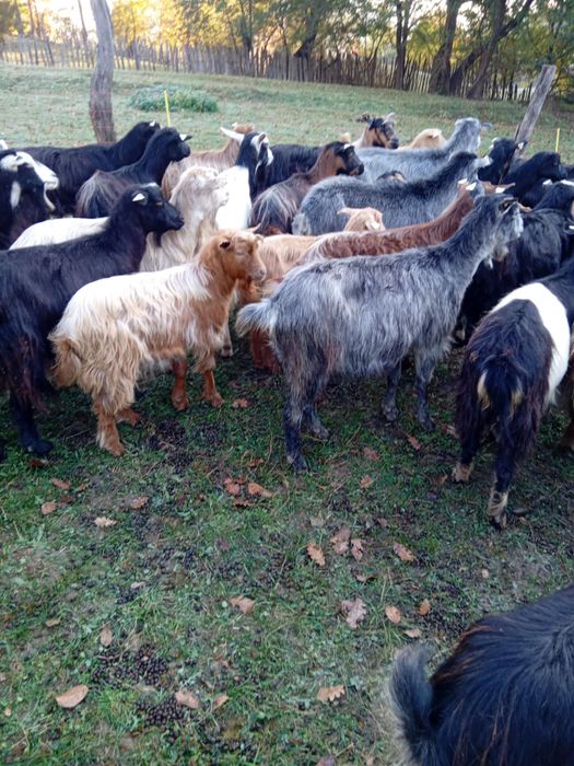 Vând 95 de capre tinere și 32 iedite