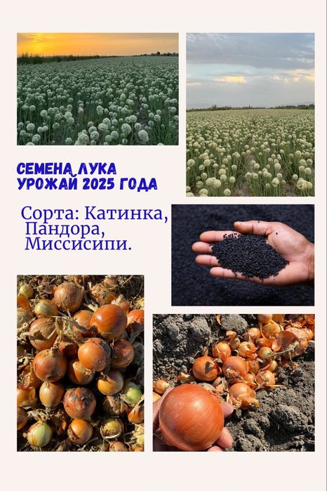 Семена лука!!!