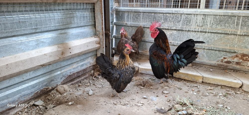Продам селекционых курей серама помесь с шабо