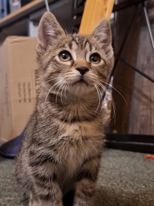 Spre adoptie pisoi  (motanel) 3luni