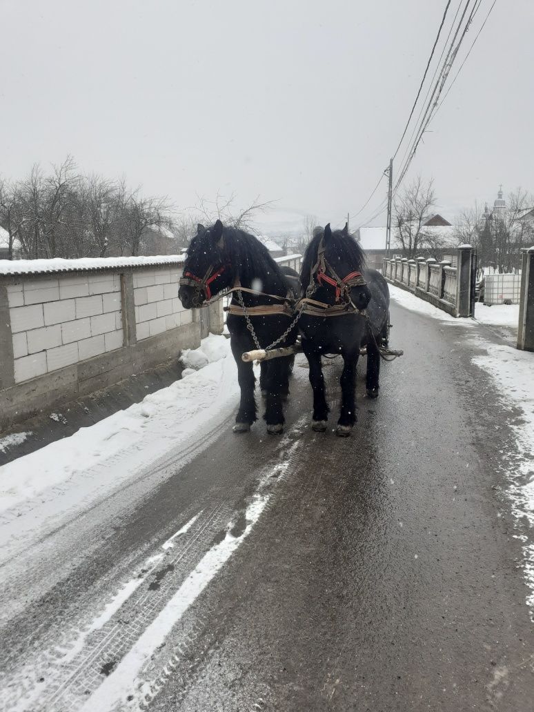 Armăsari de vanzare 4 ani