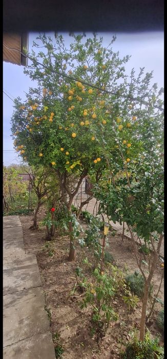 Vând lamai  rezistent la ger