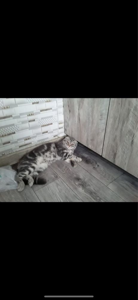 Ищем девочку для вязки