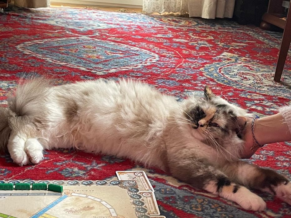 Pisica Ragdoll sterilizata