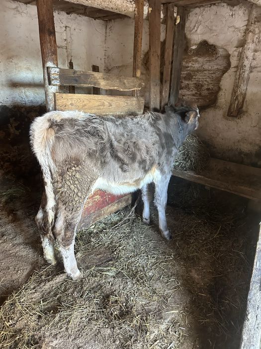 Vand vitica bruna de 7 luni