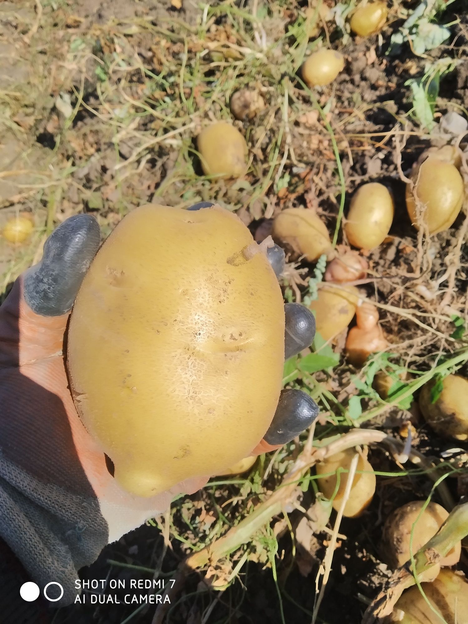 Продаётся картофель ГАЛА