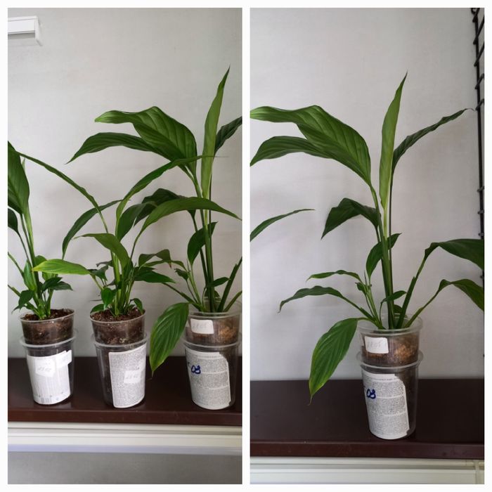 Цветы  комнатные