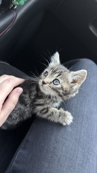 Срочно Продам котенка мама бенгальская