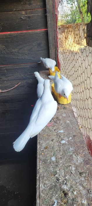 Turturele răzătoare