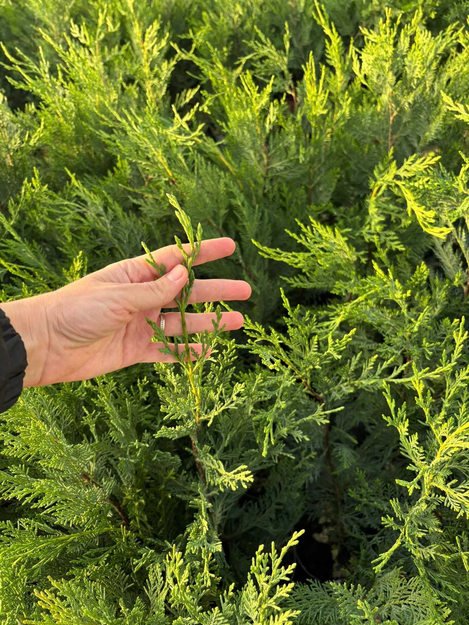 Leylandii la ghiveci direct din pepiniera