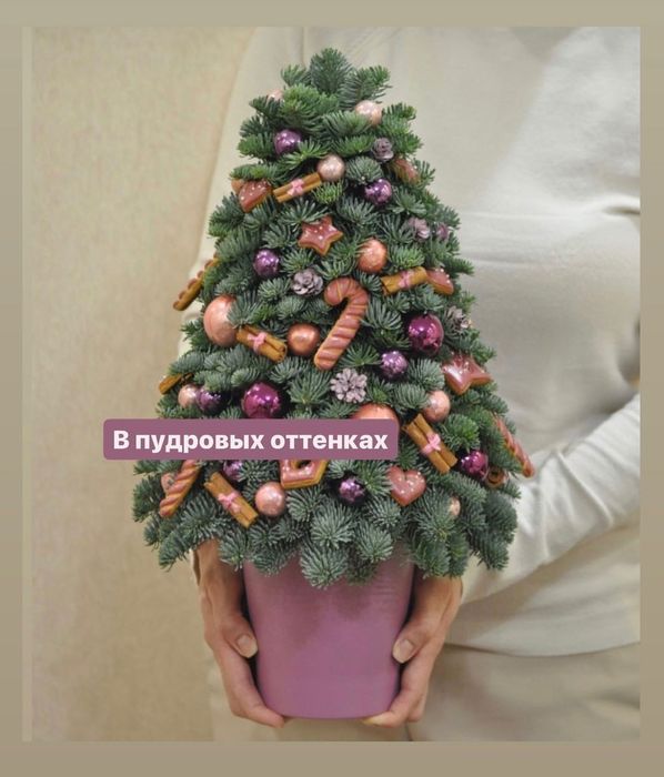 Живая ель, композиции из ели