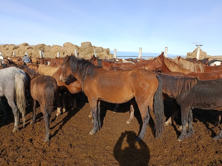 Продам молодые кобылы 3х и 4х годовалые