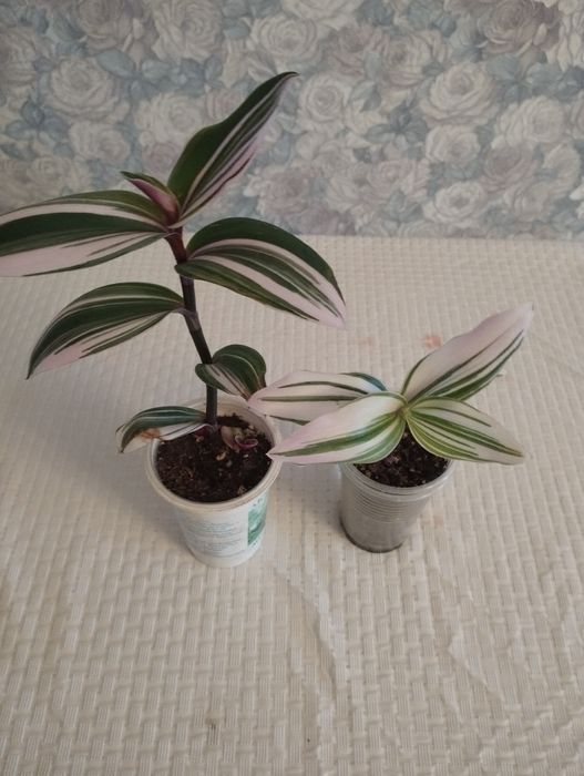 Продам традесканция нанук