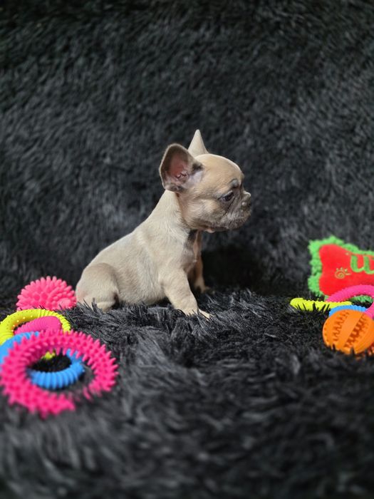Bulldog francez blue fawn sable