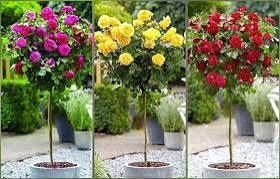 Trandafir Pomișor (Diferite Culori )