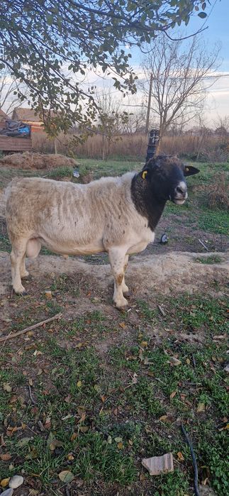 Oi și berbecuți dorper