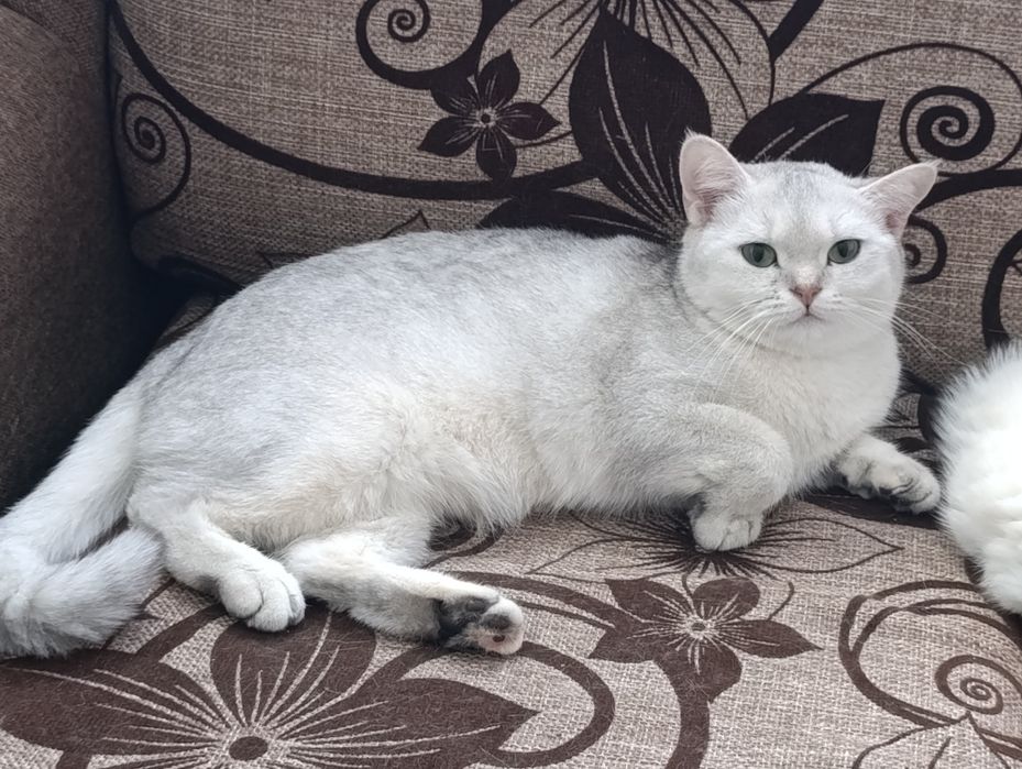 Serebrista Shinshilla