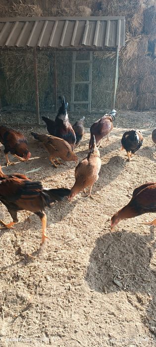 Хўроз ва товуқлар сотилади