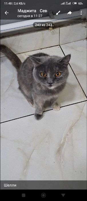 Пристраивается кошечка