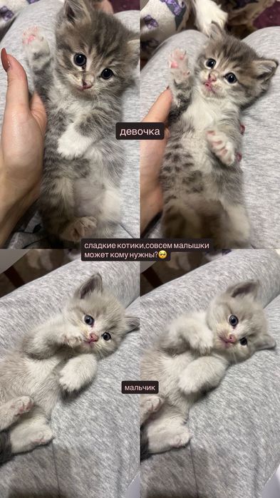 Отдадим в добрые руки котят