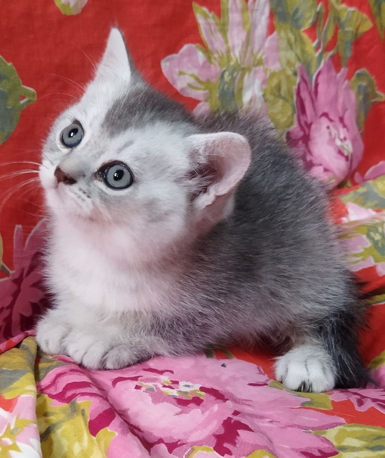 Шиншилла серебро классический