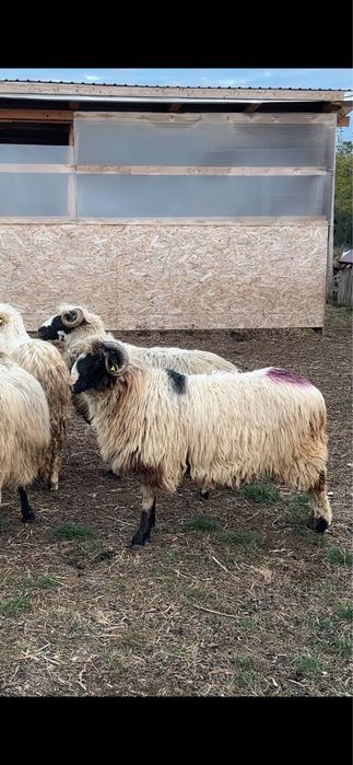 Berbecut de anul acests   breaz de Hateg