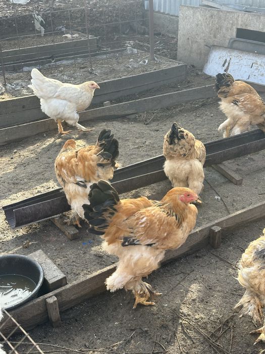 Брама палевая петушки