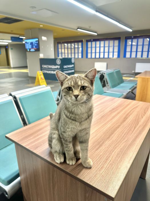 Кот мальчик, примерно годик