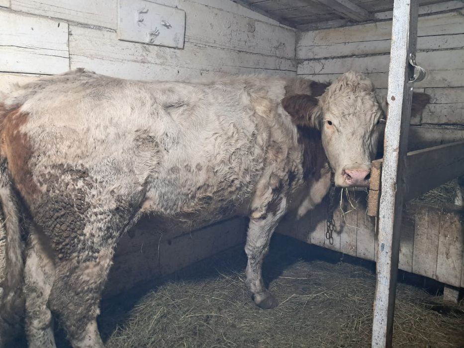 Продаётся, на выбор, одна тёлка, 1.5 года.