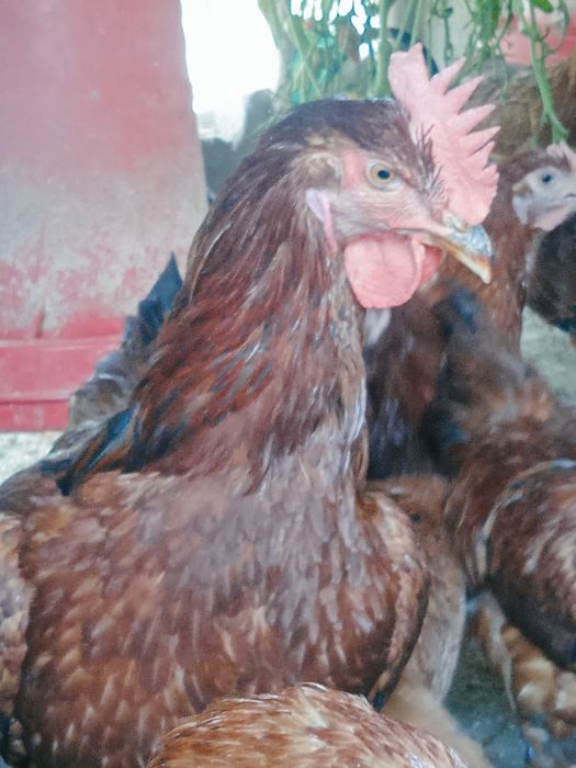 Ханхяп Корея. Тухум ва жужасига заказ оламиз.