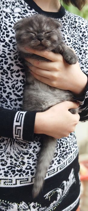 Шотландские котята !