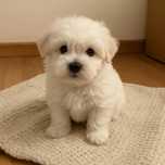 Bichon Maltez Alb Talie Mica