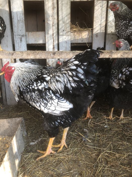 Familii de rasa mare wiandotte combatant, brahma cochinchina