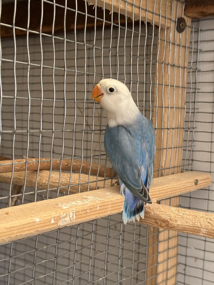 Papagali agapornis fischer