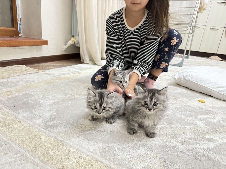 Котята продаются 2 месяца