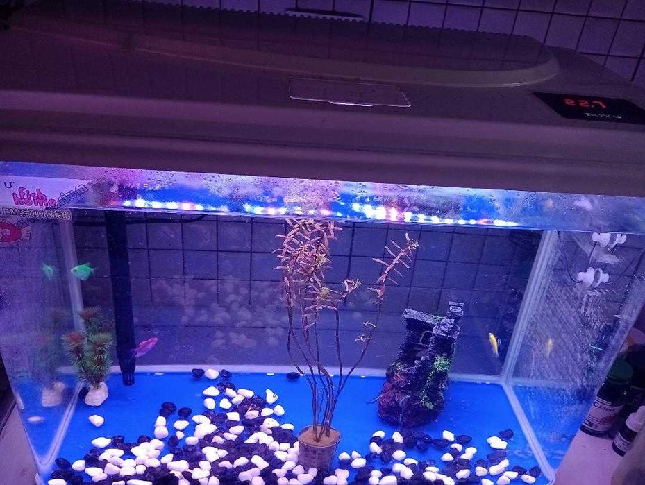 Vand Urgent acvariu  600 lei