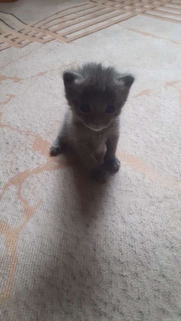 Отдаю бесплатно котят
